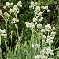 Rattlesnake Master