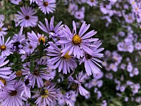 Asters