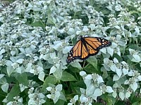 Clustered Mountain Mint