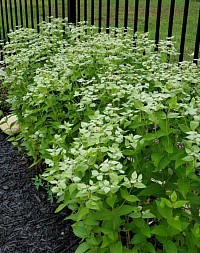 Clustered Mountain Mint