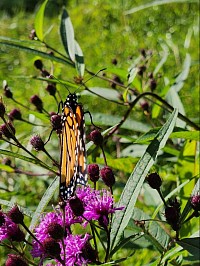 Monarch On Ironweed