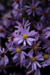 Aster